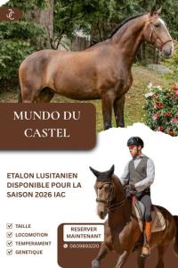 Photo cheval a monter MUNDO DU CASTEL
