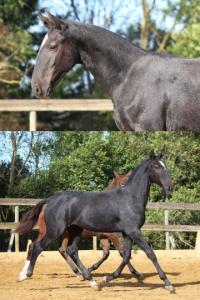 Photo cheval a vendre VALINCO DASTUGUE