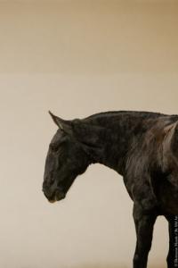 Photo cheval a vendre VENETIA IMP