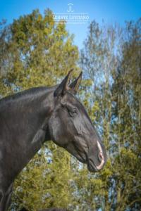 Photo cheval a vendre NUVEM DA AMOREIRA