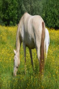 Photo cheval a vendre TORANJA MDJ