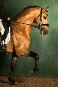 Photo cheval a monter PROFETA DE CABEçAO