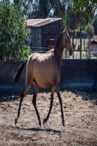 Photo cheval a vendre TESSA