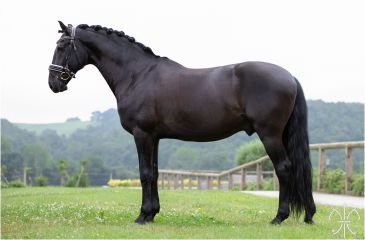 image cheval