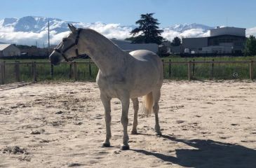 image cheval
