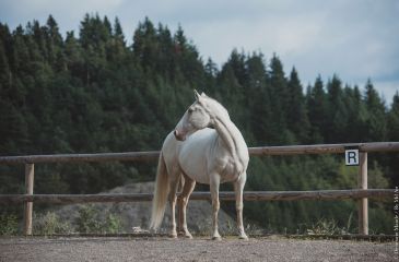 image cheval