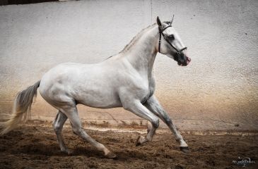 image cheval