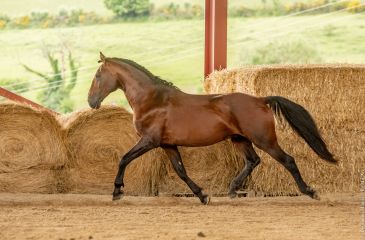 image cheval
