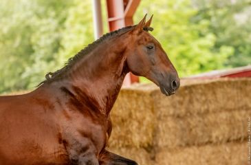 image cheval