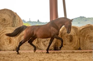 image cheval