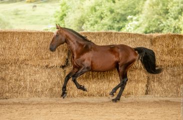 image cheval