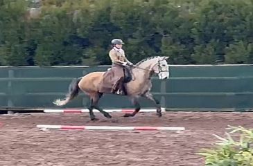 image cheval
