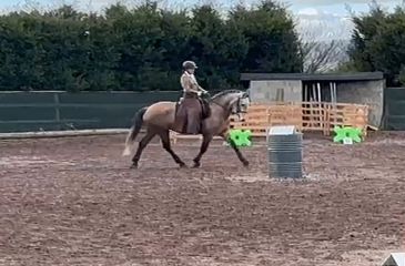 image cheval