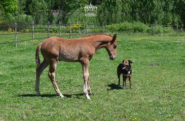 image cheval