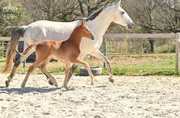 image cheval