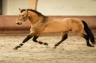 image cheval