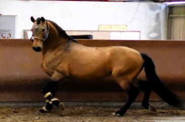 image cheval