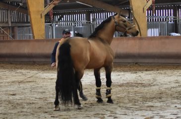 image cheval