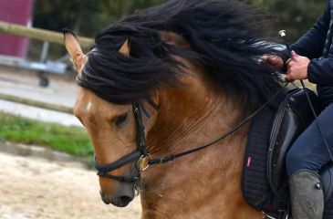 image cheval