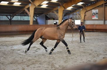 image cheval