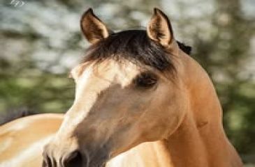 image cheval