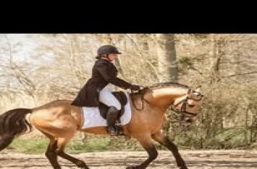 image cheval