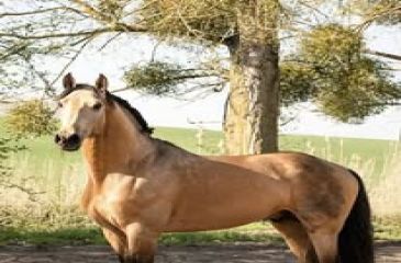 image cheval