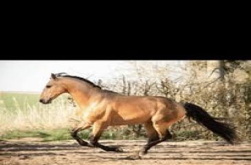 image cheval