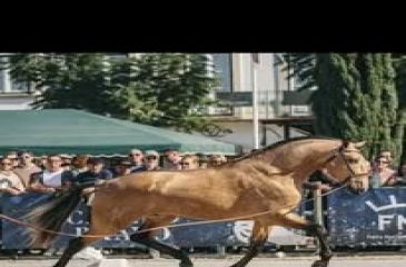 image cheval