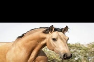image cheval