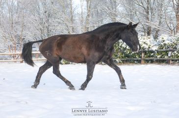 image cheval