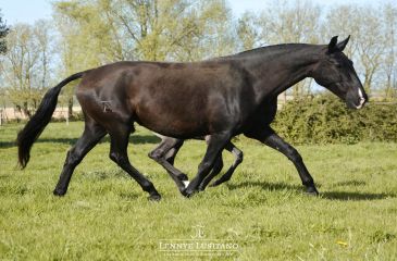 image cheval
