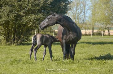 image cheval