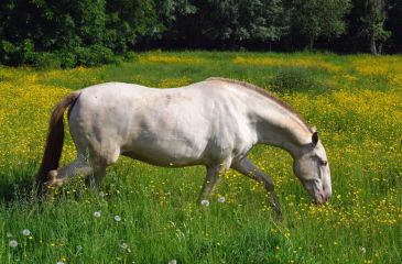 image cheval