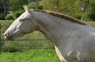 image cheval