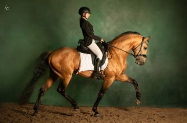 image cheval