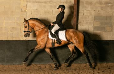 image cheval
