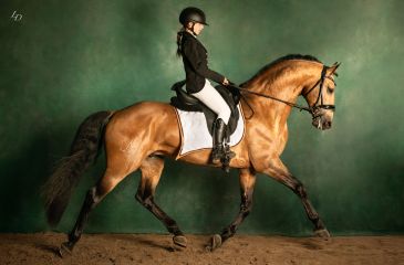 image cheval