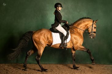 image cheval