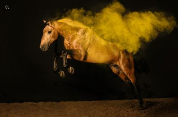 image cheval