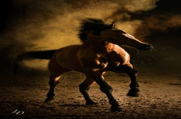 image cheval
