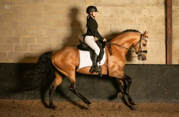 image cheval