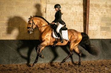 image cheval