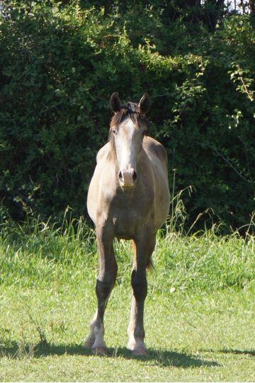 Photo portait ODYSSEE DES BRUNS