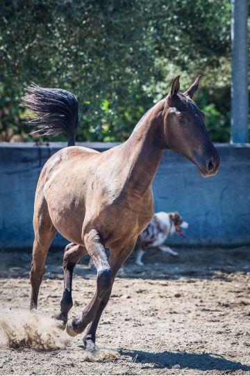 Photo portait UMNA DE YANOSTHA