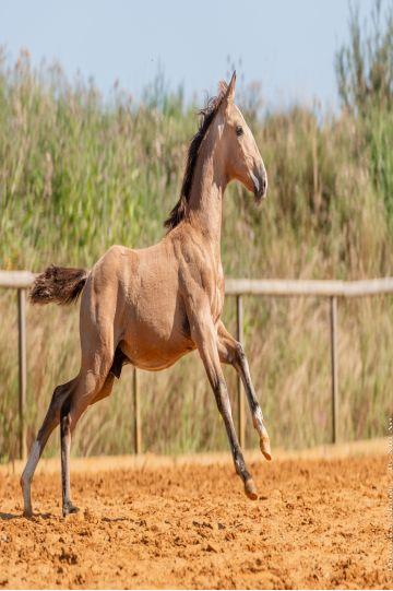 Photo portait UNICO DU PASSAGE
